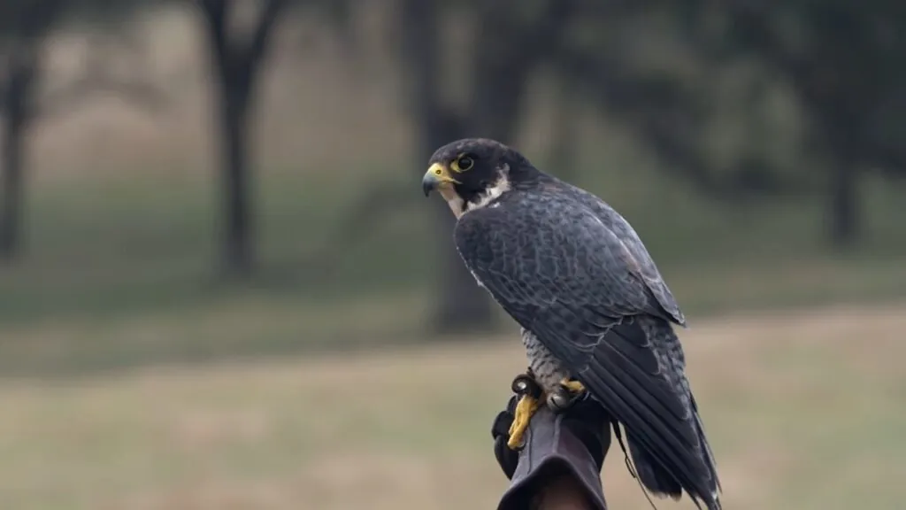 Peregrine Falcon top 10 animals with superpowers 
