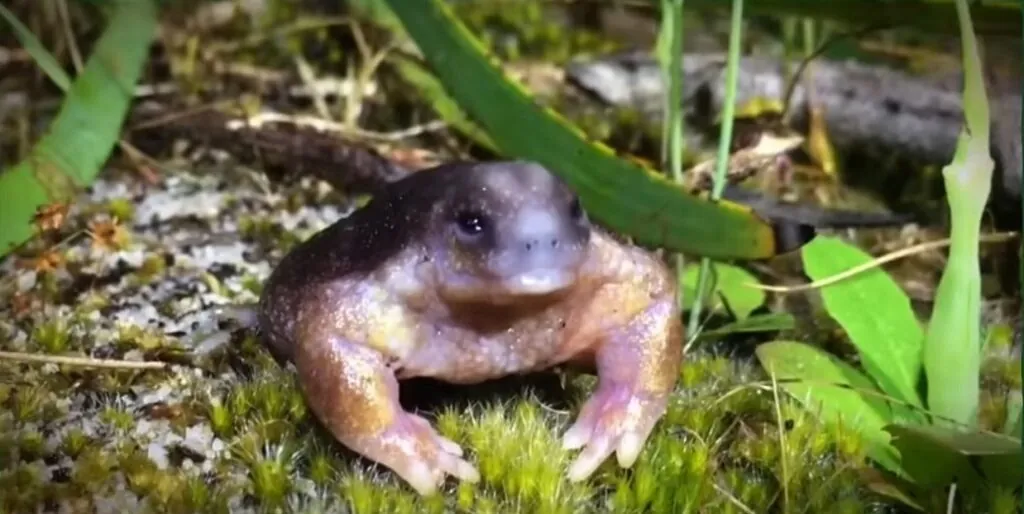Turtle Frog top 10 animals with superpowers 