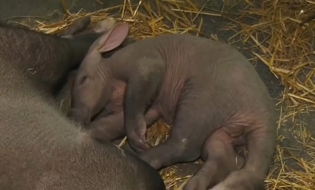 aardvark mating habits