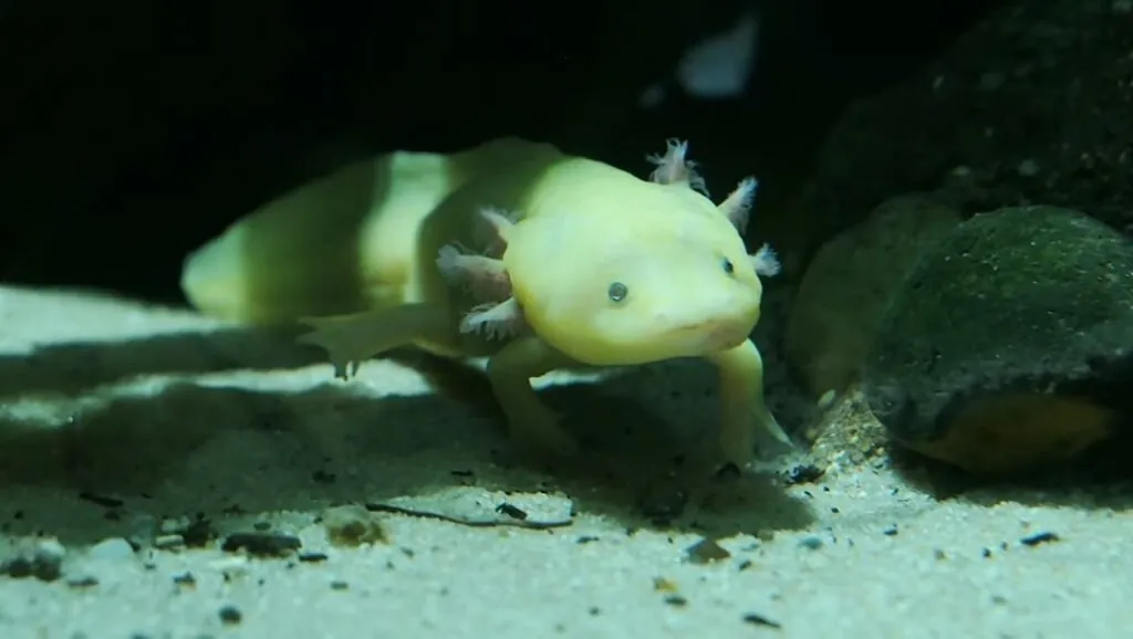Axolotl Pictures - Cool Animals in the World