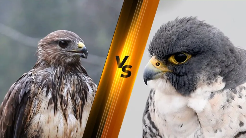 Falcon vs. Hawk - difference between Hawk vs. Falcon