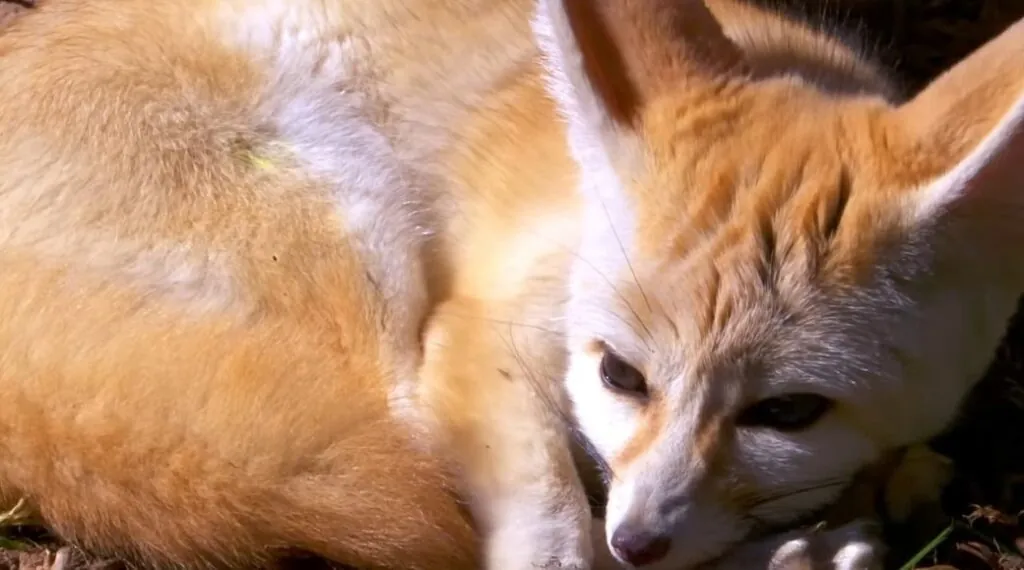 Fennec Fox - cutest animals in the world