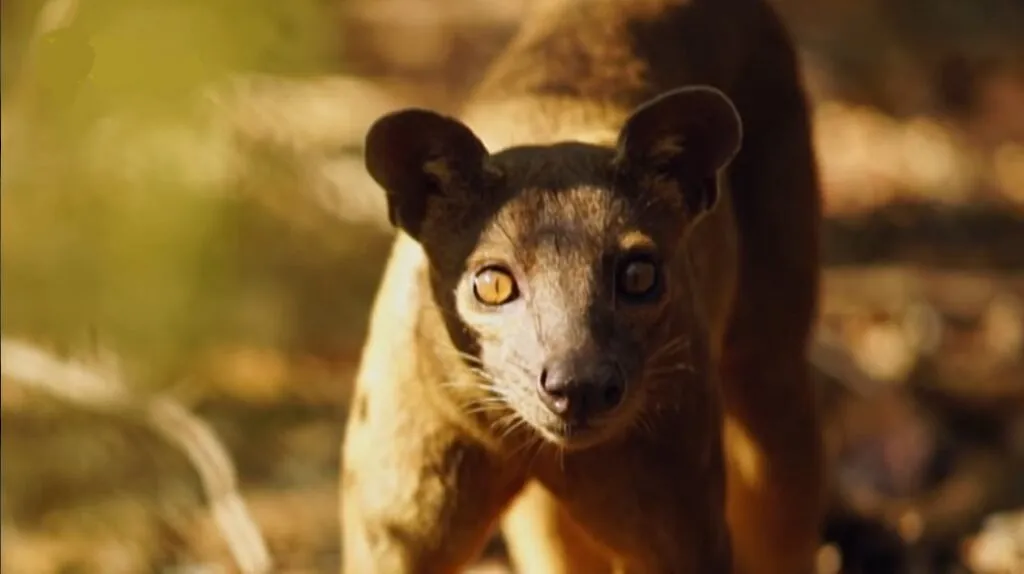 Fossa pictures - Cool Animals in the World