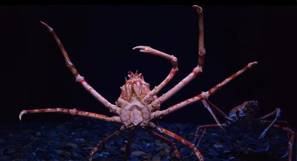 Japanese Spider Crab Pictures