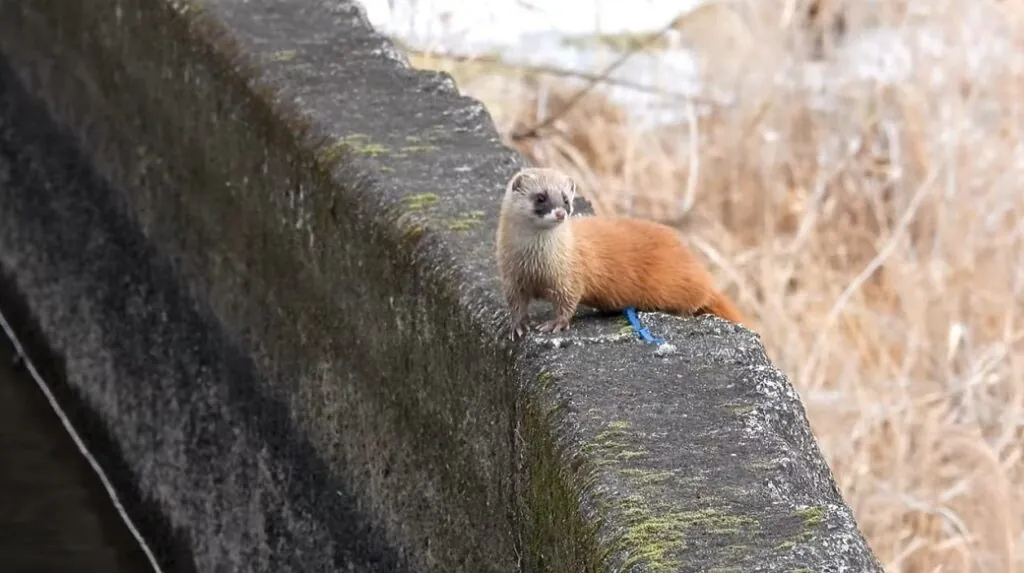 Japanese Weasel pictures