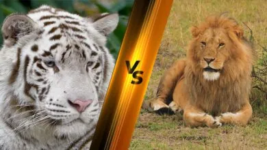 Tiger vs. Lion - difference between Lion and Tiger