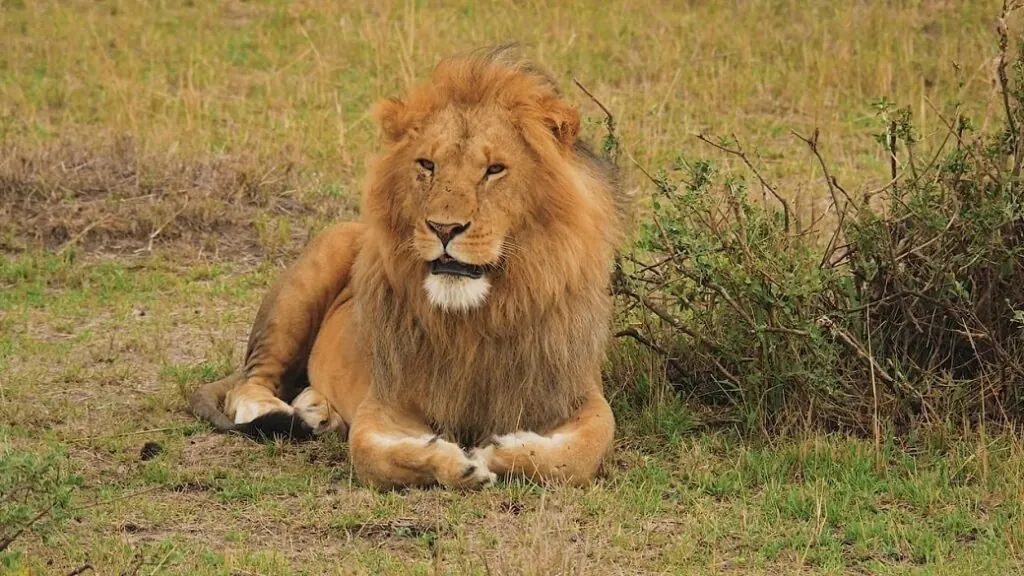 Lions - top 10 most dangerous animals in the world