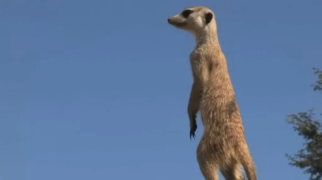 Meerkat pictures - cutest animals in the world