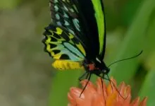 Monarch Butterfly diet