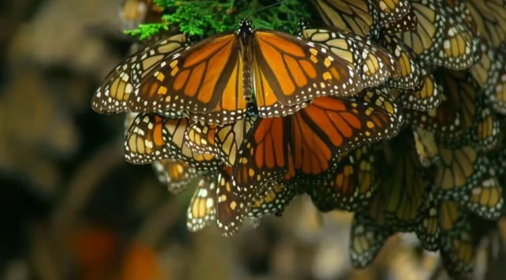 Monarch Butterfly habitat