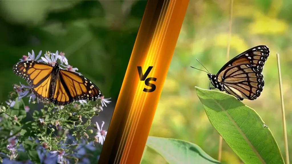 Monarch Butterfly vs. Viceroy Butterfly