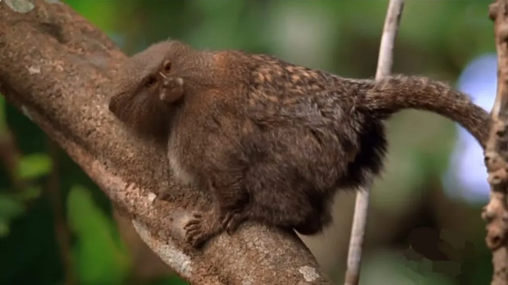 Pygmy Marmoset pictures - cutest animals in the world