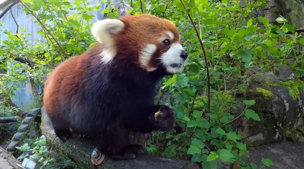 Red Panda pictures - cutest animals in the world