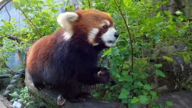 Red Panda pictures - cutest animals in the world