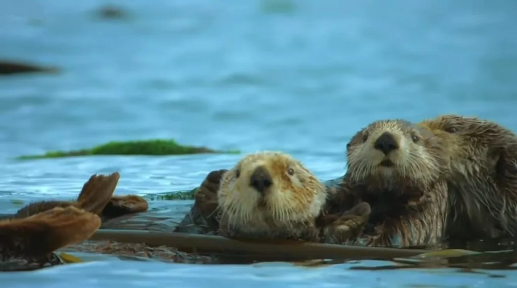 Sea Otter pictures