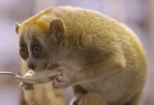 Slow Loris pictures