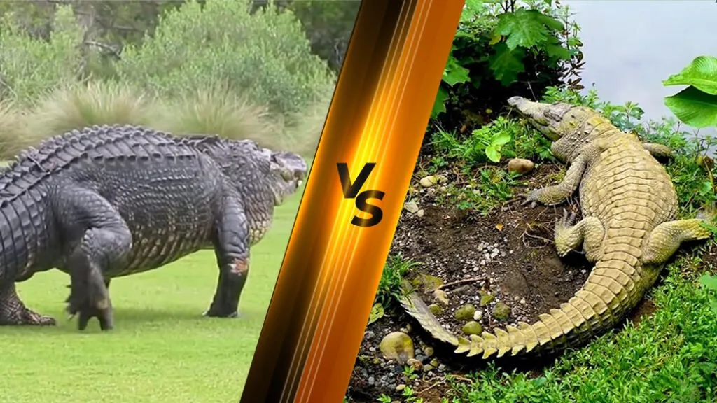 Alligator vs. Crocodile - difference between Alligator and Crocodile