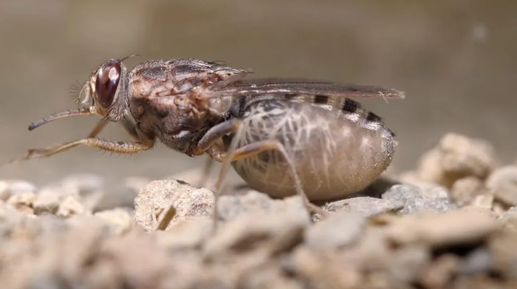 Tsetse Fly - top 10 most dangerous animals in the world