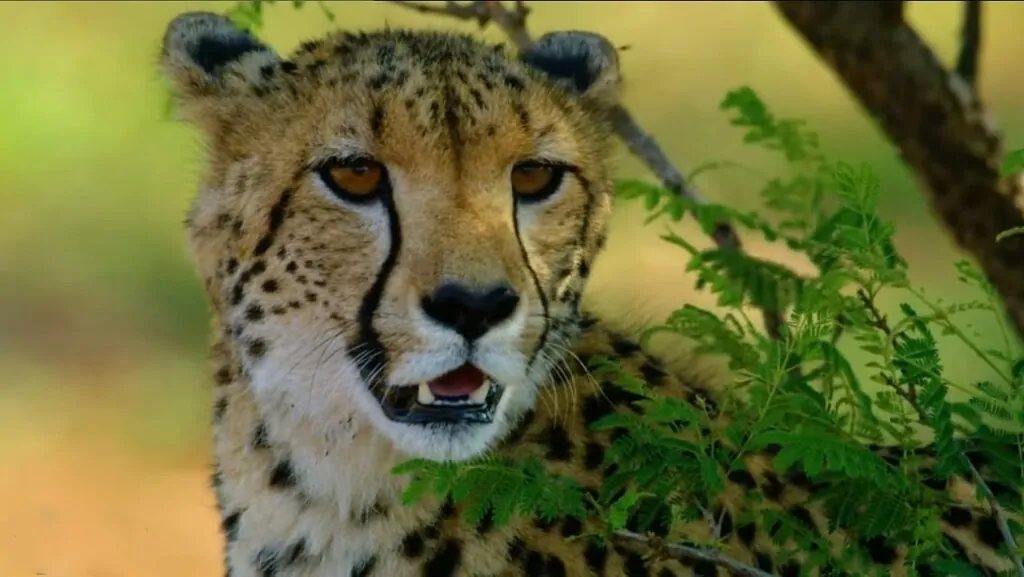 cheetah Population