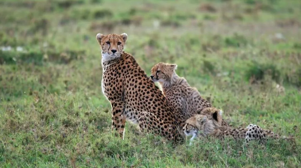 cheetah Reproduction and Life Cycles