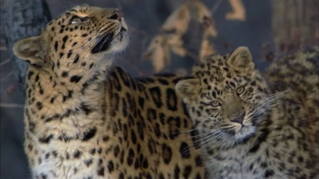 Amur Leopard Rare Animals in the World