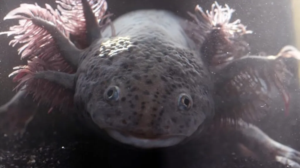 Axolotl appearance