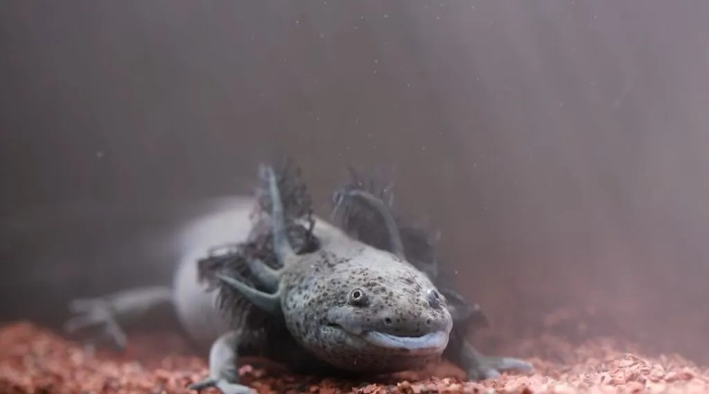 Axolotl habitat