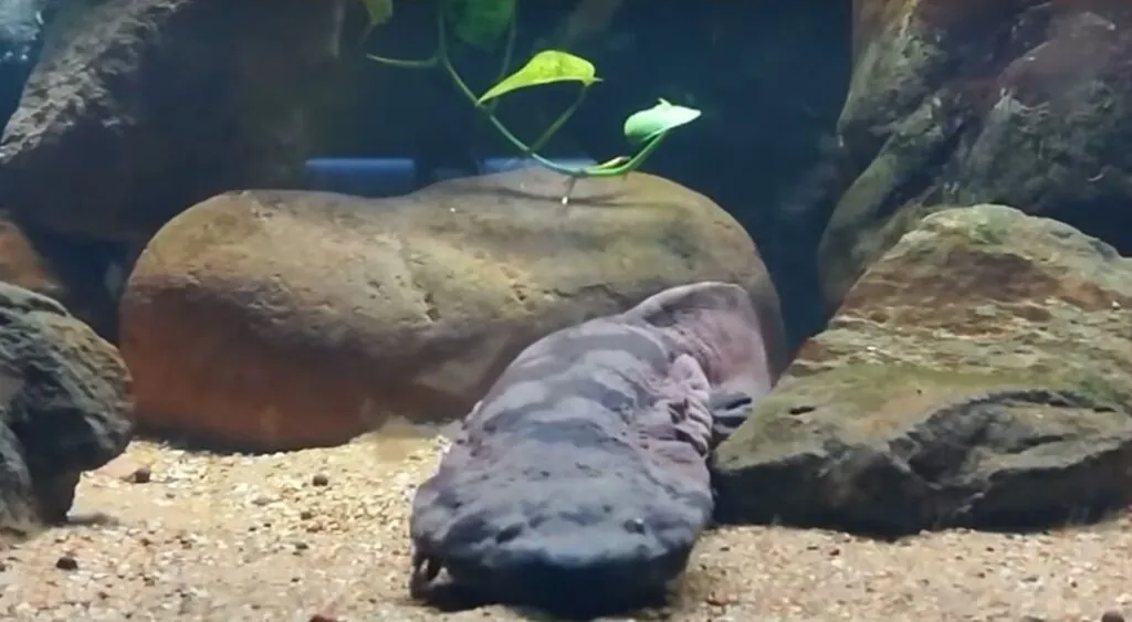 Chinese giant salamander Habitat