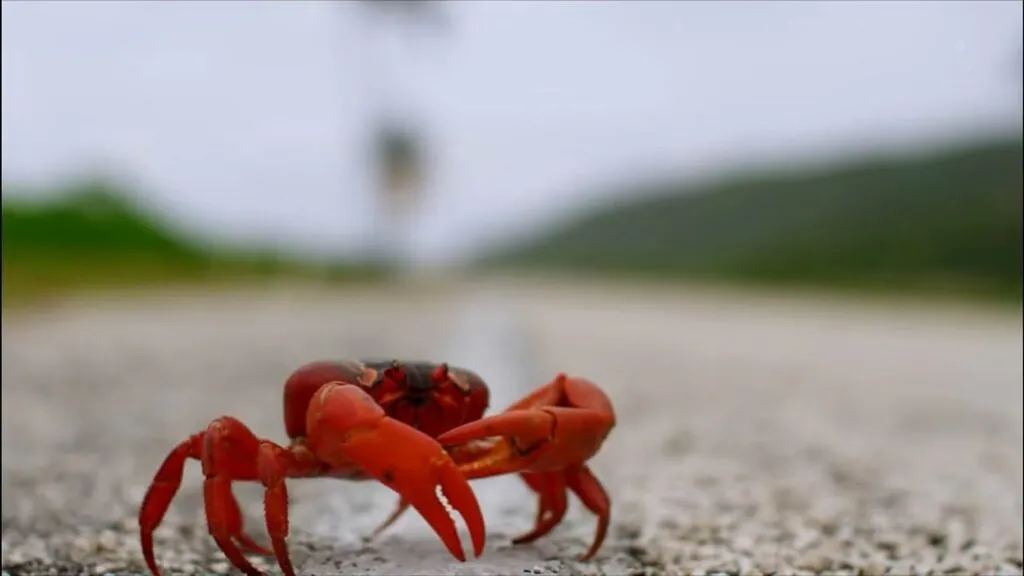 Christmas Island Red Crab Christmas Island National Park Treasure