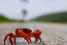 Christmas Island Red Crab Christmas Island National Park Treasure