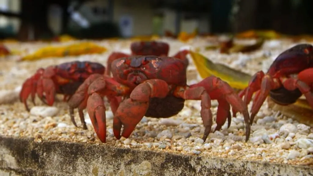 Christmas Island Red Crab Distribution and Population