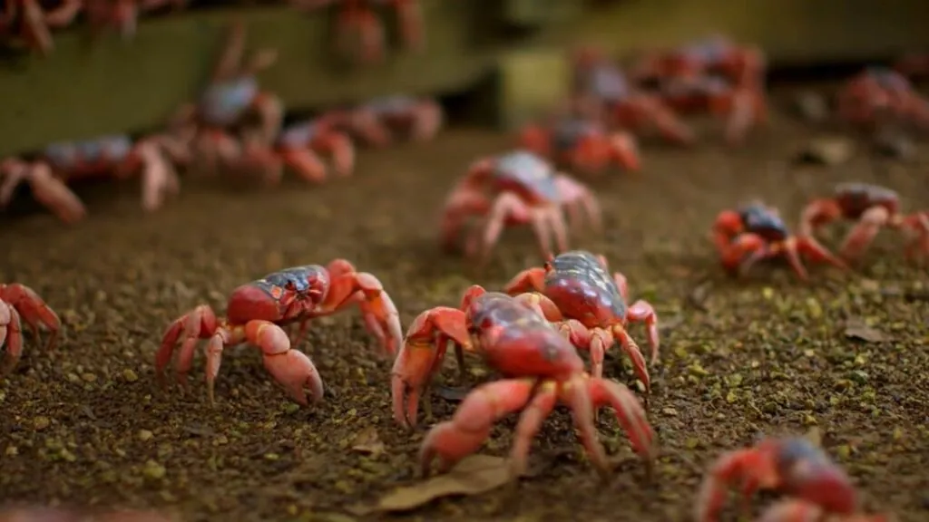 Christmas Island Red Crab reproduction