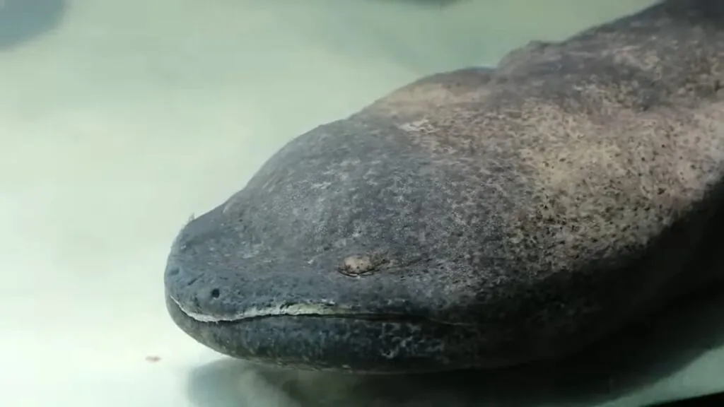 Exploring the Depths Chinese Giant Salamander Wonder