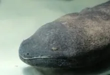 Exploring the Depths Chinese Giant Salamander Wonder