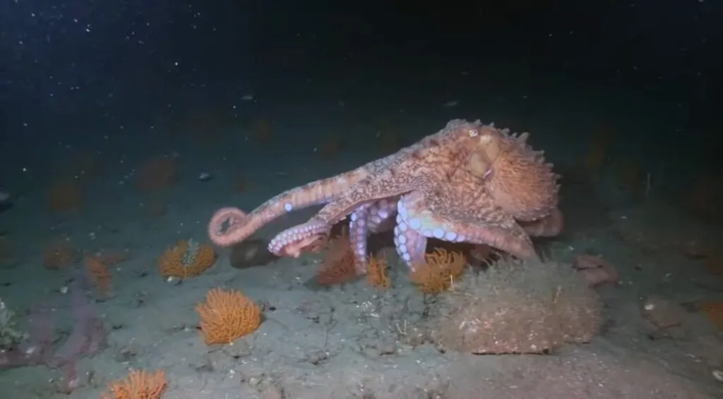 Giant Pacific Octopus Wonders Arms andInfinite Marvels