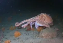 Giant Pacific Octopus Wonders Tap for Eight Arms and Infinite Marvels