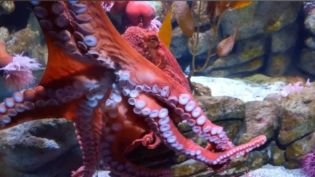 Giant Pacific octopus appearance