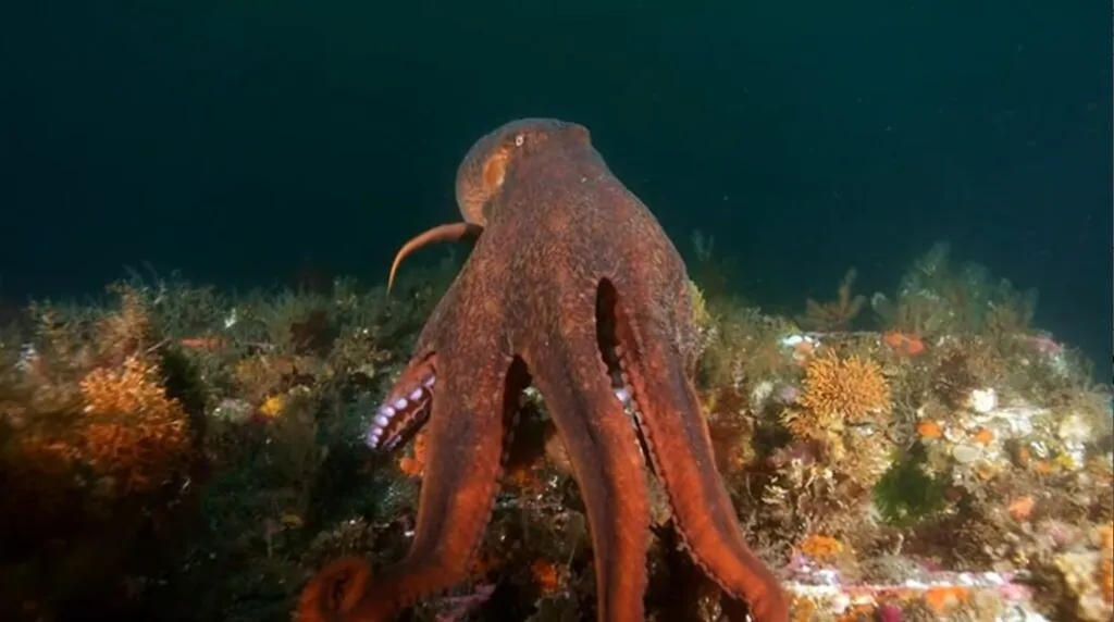 Giant Pacific octopus habitat
