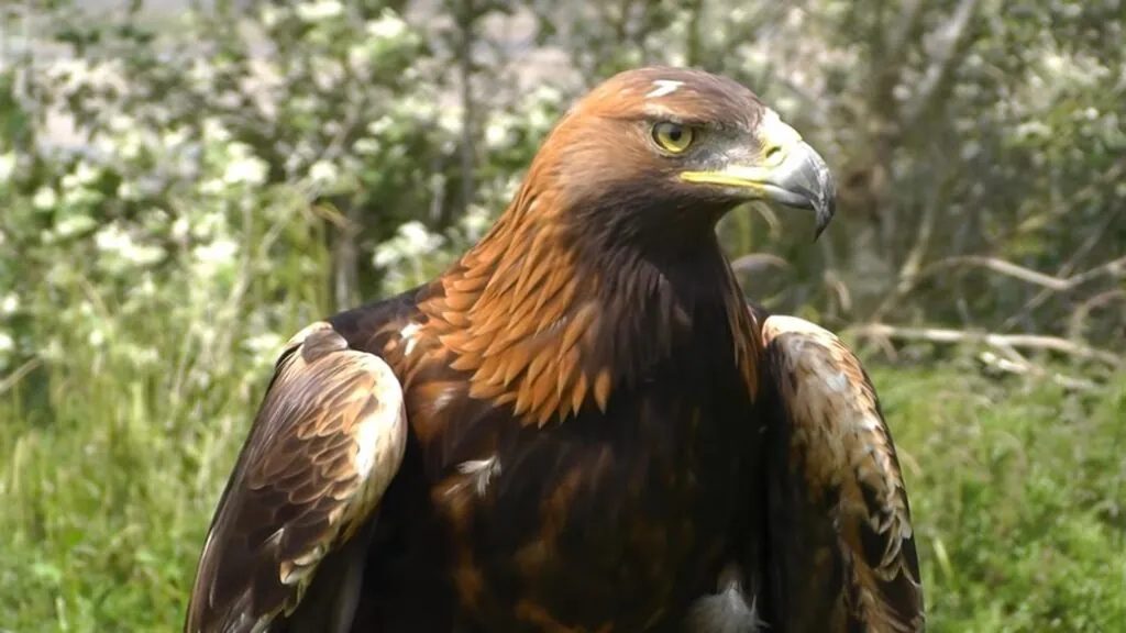 Golden Eagle fastest animals in the world