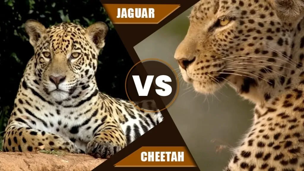 Jaguar vs Leopard 1