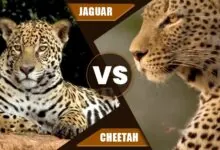 Jaguar vs Leopard 1