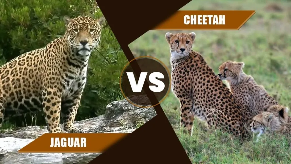 Jaguar vs Leopard