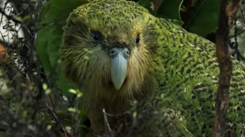 Kakapo Rare Animals in the World