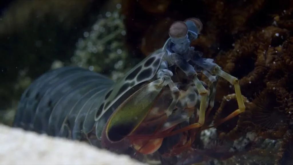 Mantis Shrimp pictures - top 10 strangest animals in the world