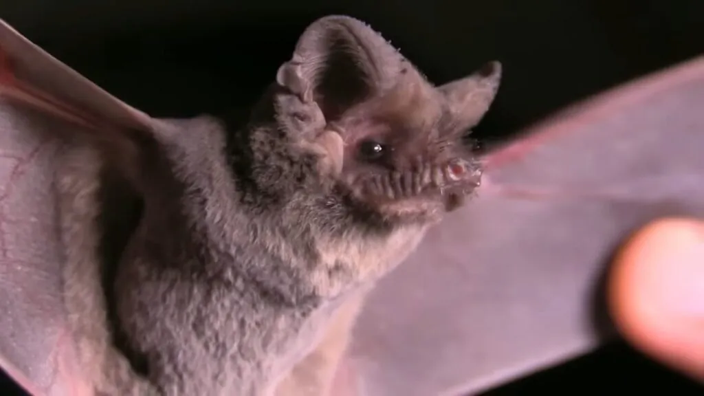 Mexican Free-tailed Bat fastest animals in the world