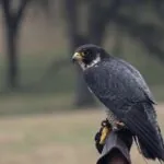 Peregrine Falcon