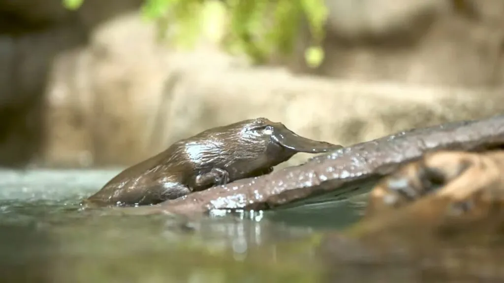 Platypus PICTURES - top 10 strangest animals in the world