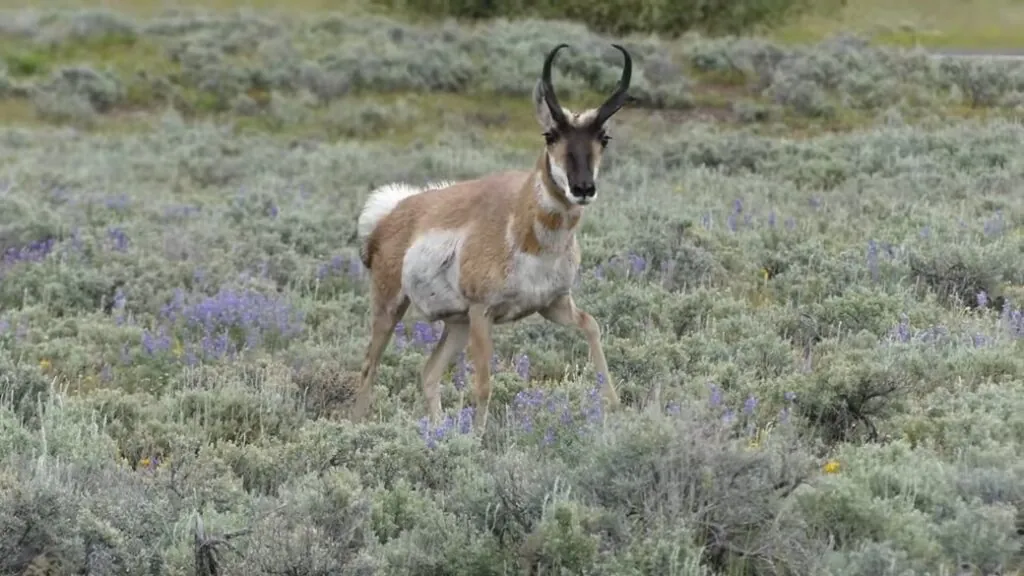 Pronghorn Antelope fastest animals in the world