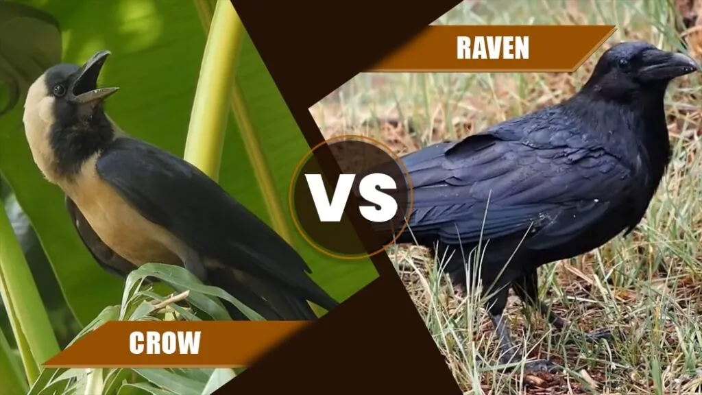 Raven vs Crow 1
