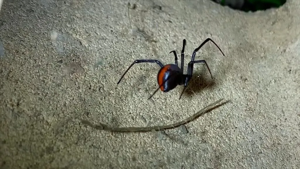 Redback Spider appearance